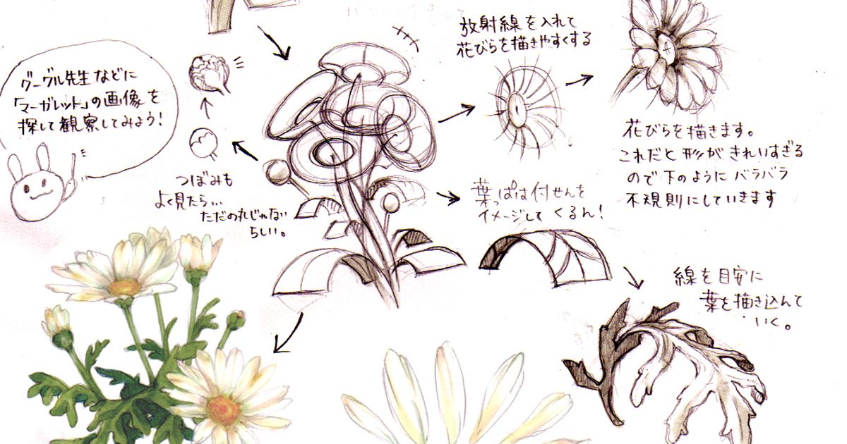 伴随着那些没能说出口的话。花的画法特辑【大朵花・花冠】