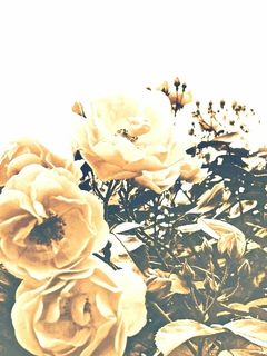 アリスは狂った世界で黒薔薇に染まる