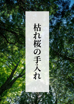枯れ桜の手入れ