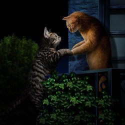 This is a pixiv picture whose title is 猫版ロミオとジュリエット.