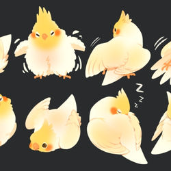 This is a pixiv picture whose title is オカメインコ.