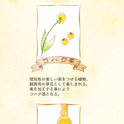 This is a pixiv picture whose title is 【PFLS】コハク酒【食料】.