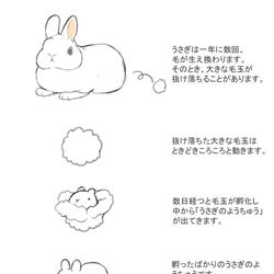 This is a pixiv picture whose title is うさぎをかんさつしてみよう.