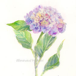 This is a pixiv picture whose title is シルエットから紫陽花を描く.