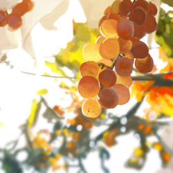 This is a pixiv picture whose title is ぶどうのスケッチ.