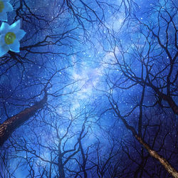 This is a pixiv picture whose title is 森に咲く星.