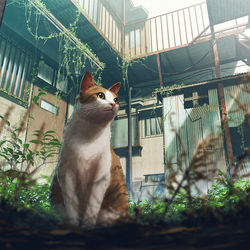 This is a pixiv picture whose title is 大家は猫【＋C97お品書き】.