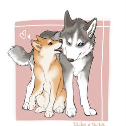 This is a pixiv picture whose title is Shibe×Shiba.
