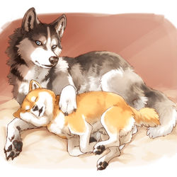 This is a pixiv picture whose title is 柴犬なら俺のとなりで寝てるぜ。.
