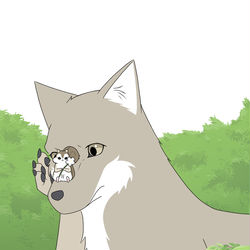 This is a pixiv picture whose title is Hush Hush ~ある日のリスとコヨーテ~ 二周年.