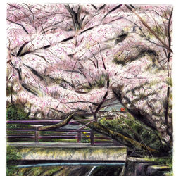 This is a pixiv picture whose title is 京都 哲学の道にて.