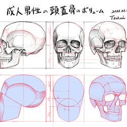 This is a pixiv picture whose title is 成人男性の頭蓋骨のボリューム.