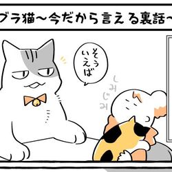 This is a pixiv picture whose title is 【告知】ブラ猫毎日更新スタートしました【web】.