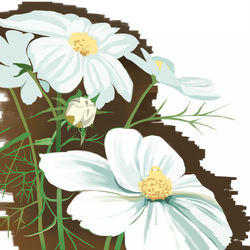 This is a pixiv picture whose title is コスモス.