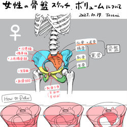 This is a pixiv picture whose title is 女性の骨盤のボリューム.