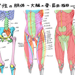 This is a pixiv picture whose title is 女性の胴体と大腿の構造（骨格、筋肉、脂肪）.