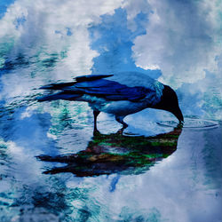 This is a pixiv picture whose title is 水面幻鳥.