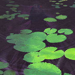 This is a pixiv picture whose title is 睡蓮の池.