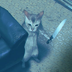This is a pixiv picture whose title is 猫又.