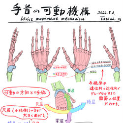 This is a pixiv picture whose title is 手首の可動機構.