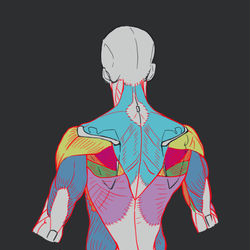 This is a pixiv picture whose title is 男性の背中　練習.