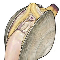 This is a pixiv picture whose title is Quahog clam.