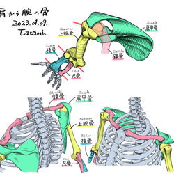 This is a pixiv picture whose title is 肩から腕の骨.