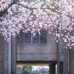 This is a pixiv picture whose title is 桜の下.