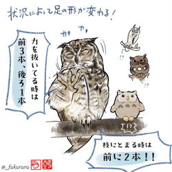 This is a pixiv picture whose title is 「フクロウを描く時の豆知識」.