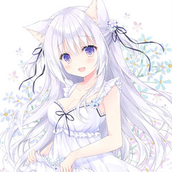 This is a pixiv picture whose title is 白猫さん.
