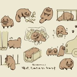 This is a pixiv picture whose title is 嗚呼、たぬきはもうだめです.