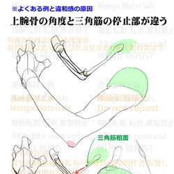 This is a pixiv picture whose title is 個人メモ：曲げた腕の筋肉と骨.