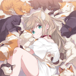 This is a pixiv picture whose title is 🐈みんなでお昼寝🐈.