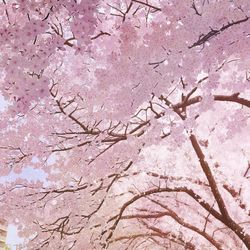 This is a pixiv picture whose title is 始まりの桜道.