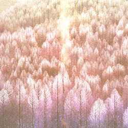 This is a pixiv picture whose title is 雪原のダンサー.