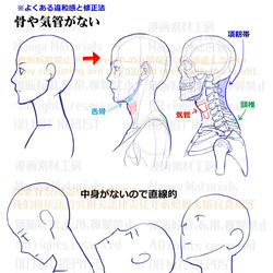 This is a pixiv picture whose title is 個人メモ：首の構造 / 骨と気管.