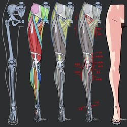 This is a pixiv picture whose title is 女性の脚　解剖スタディ.