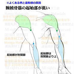 This is a pixiv picture whose title is 個人メモ：腕の筋肉構造.