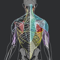 This is a pixiv picture whose title is 男性の背中スケッチ.