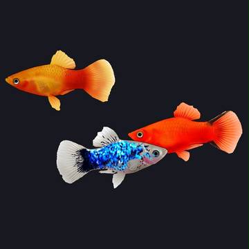 プラティ