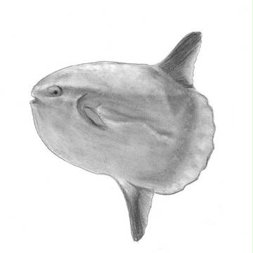 マンボウ