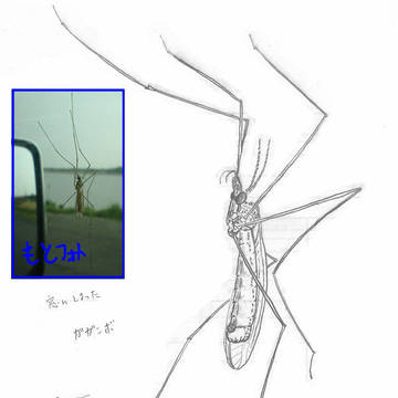 ガガンボ