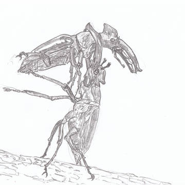 ミヤマクワガタ