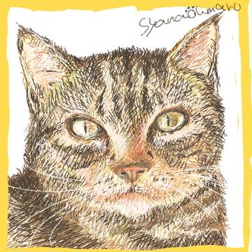 シャナ君