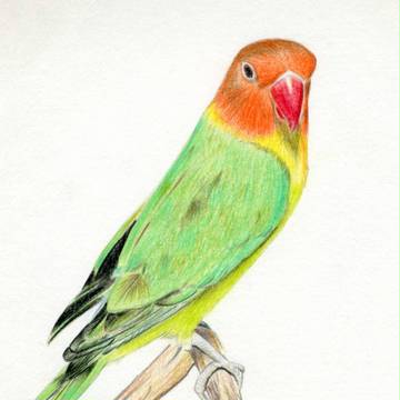 ルリコシボタンインコ