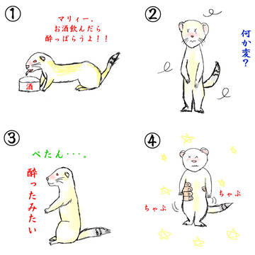 マリィーの夢(フェレット、♀)
