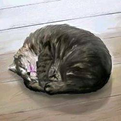 昼寝をする猫２