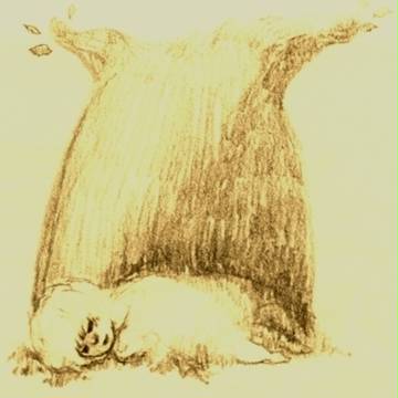 baobab