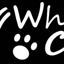White Cat2