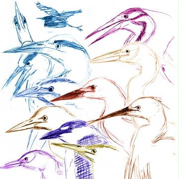 サギ10種
